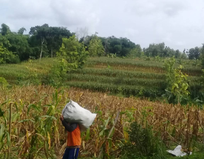 Persawah dan Pertanian Jati